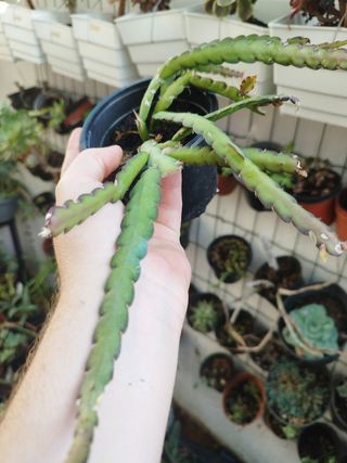 Suculenta Lepismium Houlletianum