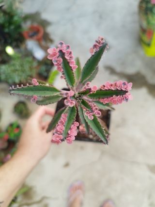 Kalanchoe Pink Butterfly suculenta