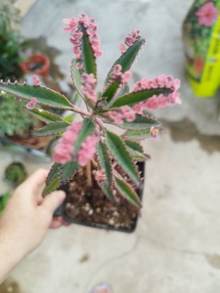 Kalanchoe Pink Butterfly suculenta