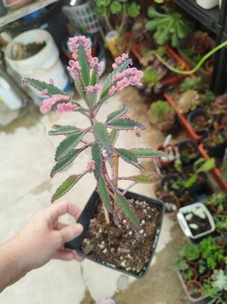 Kalanchoe Pink Butterfly suculenta