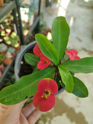 Suculenta Euphorbia Mili red - Coroa de Cristo