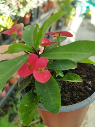 Suculenta Euphorbia Mili red - Coroa de Cristo