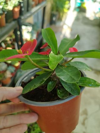 Suculenta Euphorbia Mili red - Coroa de Cristo