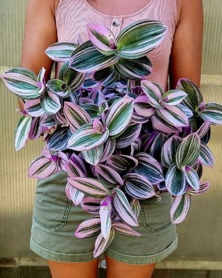 Tradescantia Nanouk - pianta bellissima e rara
