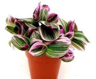 Tradescantia Nanouk - pianta bellissima e rara
