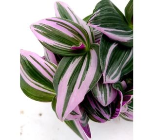 Tradescantia Nanouk - pianta bellissima e rara
