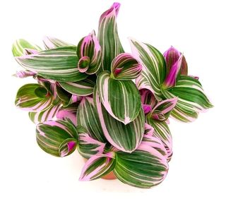Tradescantia Nanouk - pianta bellissima e rara

