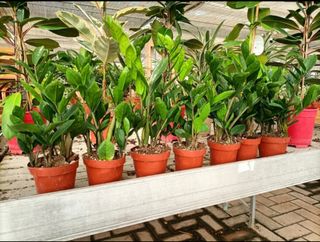 Zamioculcas Zamiifolia Vaso 11