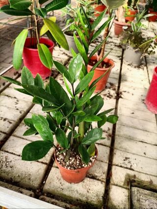 Zamioculcas Zamiifolia Vaso 11