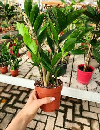 Zamioculcas Zamiifolia Vaso 11