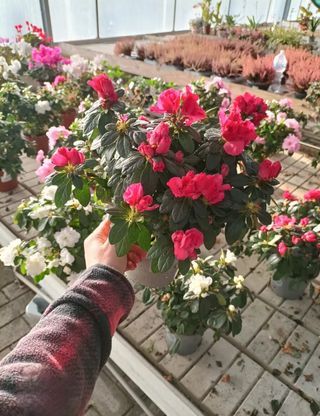 Azalea Rododendro Rosa Bianca Rossa Vaso 14