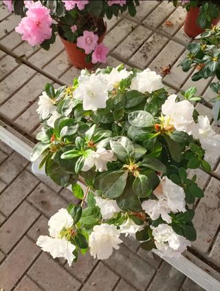Azalea Rododendro Rosa Bianca Rossa Vaso 14
