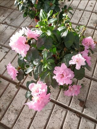 Azalea Rododendro Rosa Bianca Rossa Vaso 14