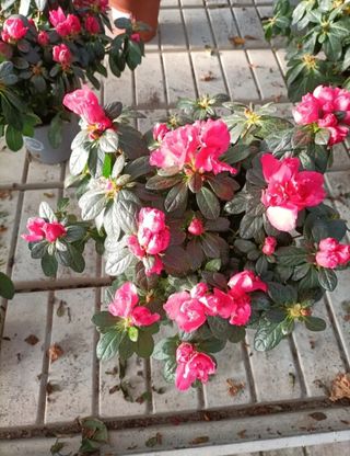 Azalea Rododendro Rosa Bianca Rossa Vaso 14