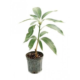 PLANTELES EN MACETA ARBOL DE MANGO