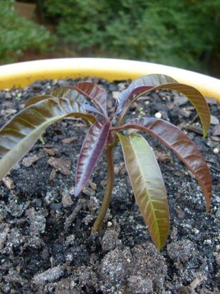 PLANTELES EN MACETA ARBOL DE MANGO