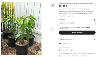 PLANTELES EN MACETA ARBOL DE MANGO