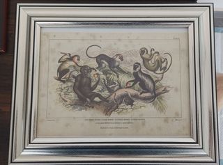 4 Stampe Litografiche Blackie & Son