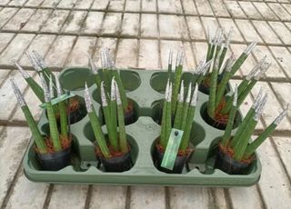 Mini Sanseveria Cilindrica 