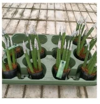 Mini Sanseveria Cilindrica 