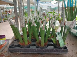 Mini Sanseveria Cilindrica 