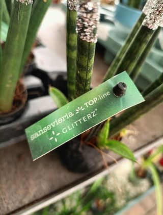 Mini Sanseveria Cilindrica 