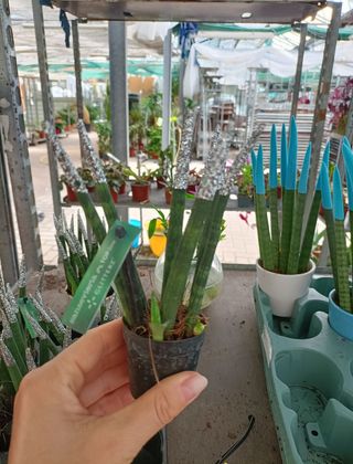 Mini Sanseveria Cilindrica 