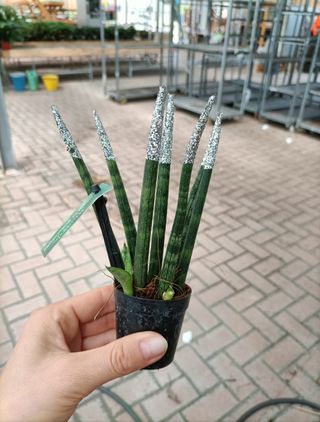 Mini Sanseveria Cilindrica 