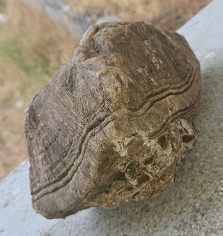 Fósil antiguo