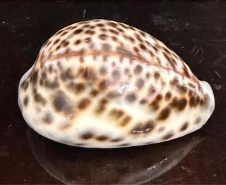 Conchiglia Cypraea Tigris