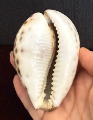 Conchiglia Cypraea Tigris