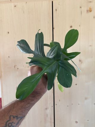Philodendron Florida Beauty Reverted