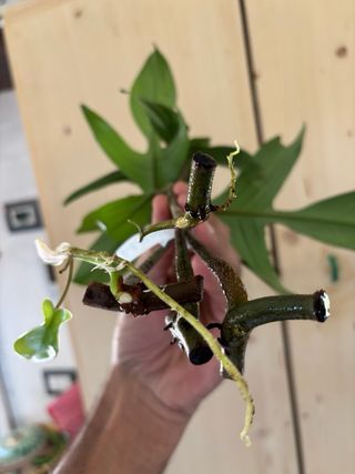 Philodendron Florida Beauty Reverted