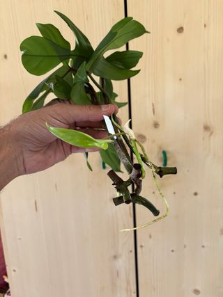 Philodendron Florida Beauty Reverted
