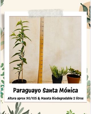 (x2)Ciruelo Reina Claudia + Paraguayo Santa Mónica