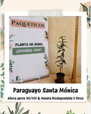 (x2)Ciruelo Reina Claudia + Paraguayo Santa Mónica