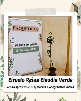 (x2)Ciruelo Reina Claudia + Paraguayo Santa Mónica