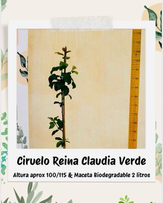 (x2)Ciruelo Reina Claudia + Paraguayo Santa Mónica