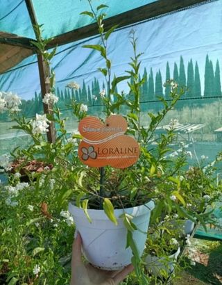 Solanum Jasminoides Gelsomino Profumato 