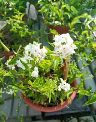 Solanum Jasminoides Gelsomino Profumato 