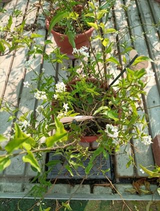 Solanum Jasminoides Gelsomino Profumato 