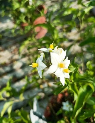 Solanum Jasminoides Gelsomino Profumato 