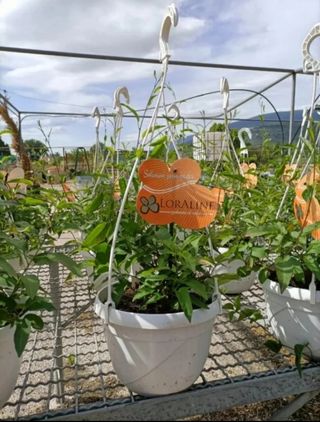 Solanum Jasminoides Gelsomino Profumato 