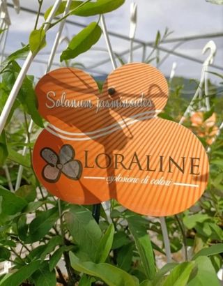 Solanum Jasminoides Gelsomino Profumato 