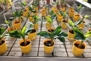 Pianta di Banano Musa Cavendish Vaso 15