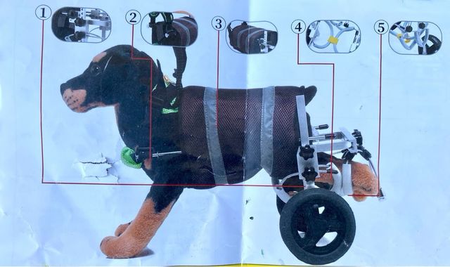 Carrito perro pequeño