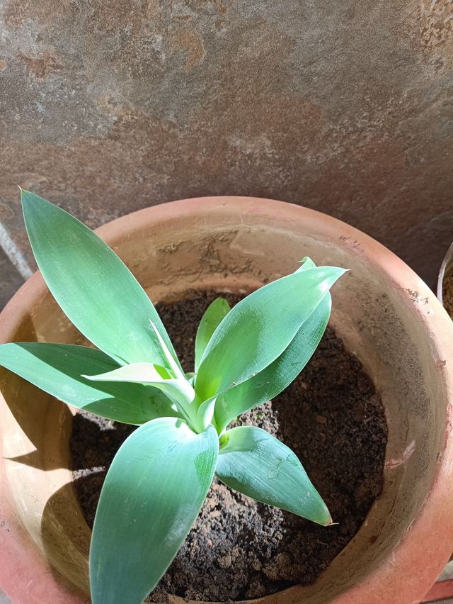 Plántulas Agave - Planta