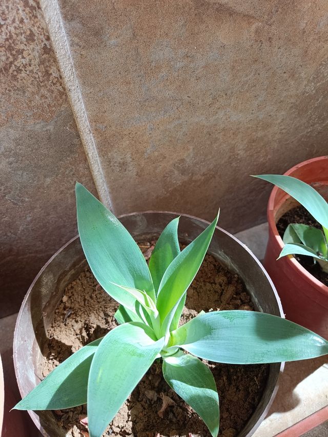 Plántulas Agave - Planta
