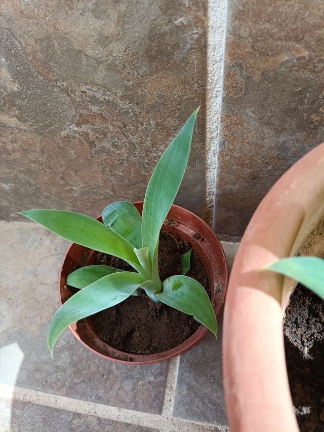 Plántulas Agave - Planta