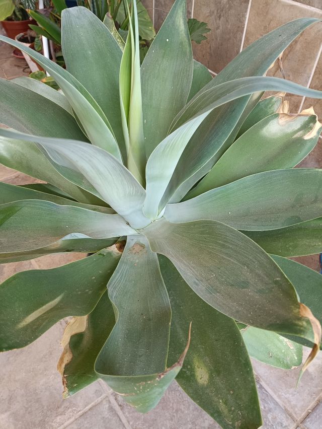 Plántulas Agave - Planta